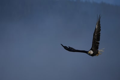 Image showing bird of prey against sky