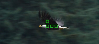 Image of bird of prey showing small frames representing autofocus points, illustrating the operation of Fast Hybrid AF