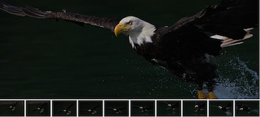 Main image showing bird of prey, with 10 sub-images of frames showing same bird in continuous shooting