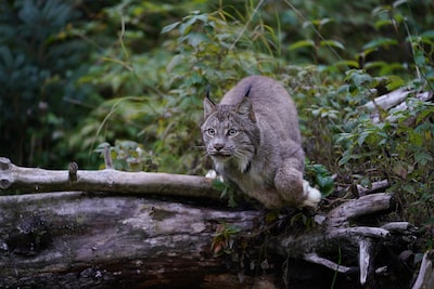 Image showing big cat about to pounce or jump